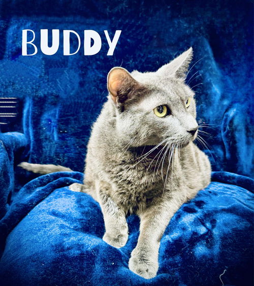 Buddy