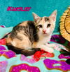 adoptable Cat in Pleasanton, TX named Kinsley