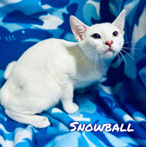 Snowball