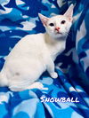 Snowball