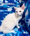 Snowball