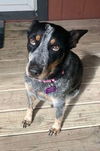 adoptable Dog in Pleasanton, TX named Abby B