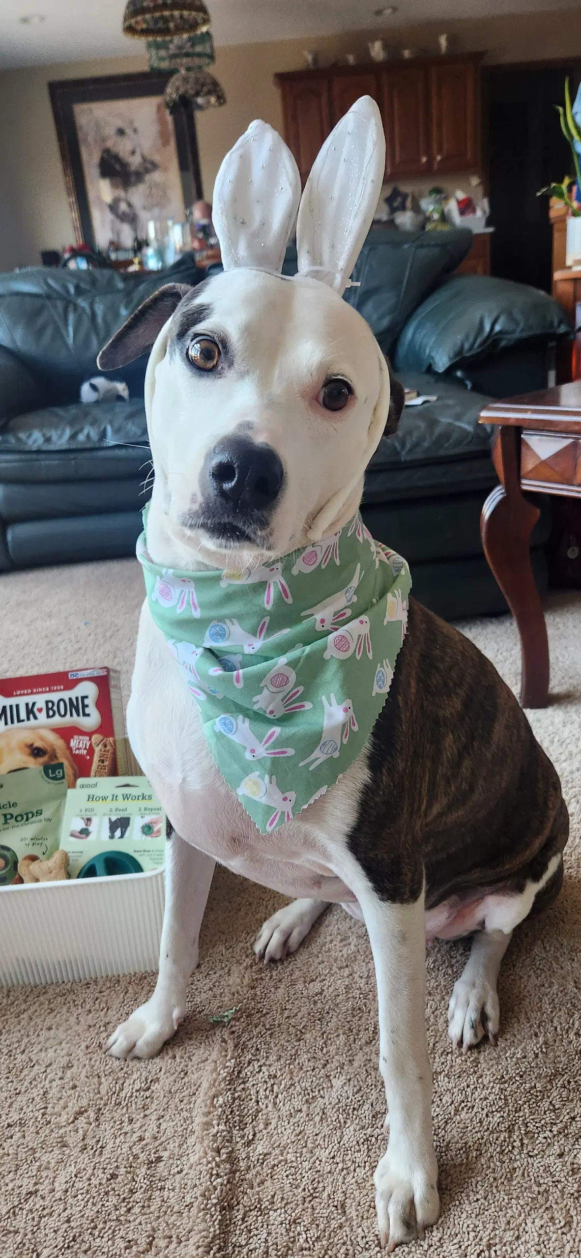 Piper Jo - Whippet