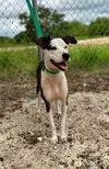 adoptable Dog in Pleasanton, TX named Piper