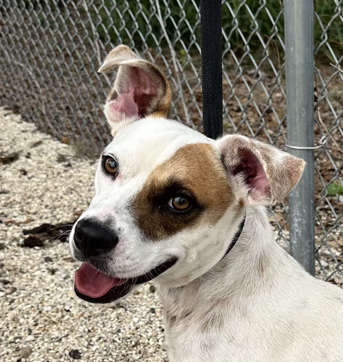 adoptable Dog in Pleasanton, TX named Gus