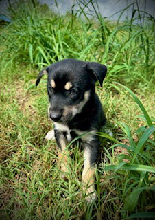 adoptable Dog in Pleasanton, TX named Elyna - Puppy #4 (La Belle)