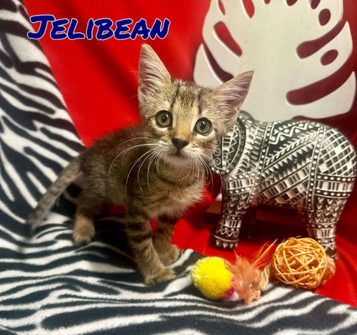 Jelly Bean