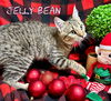 Jelly Bean