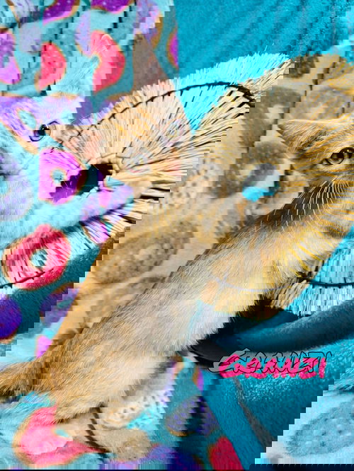 Granzi