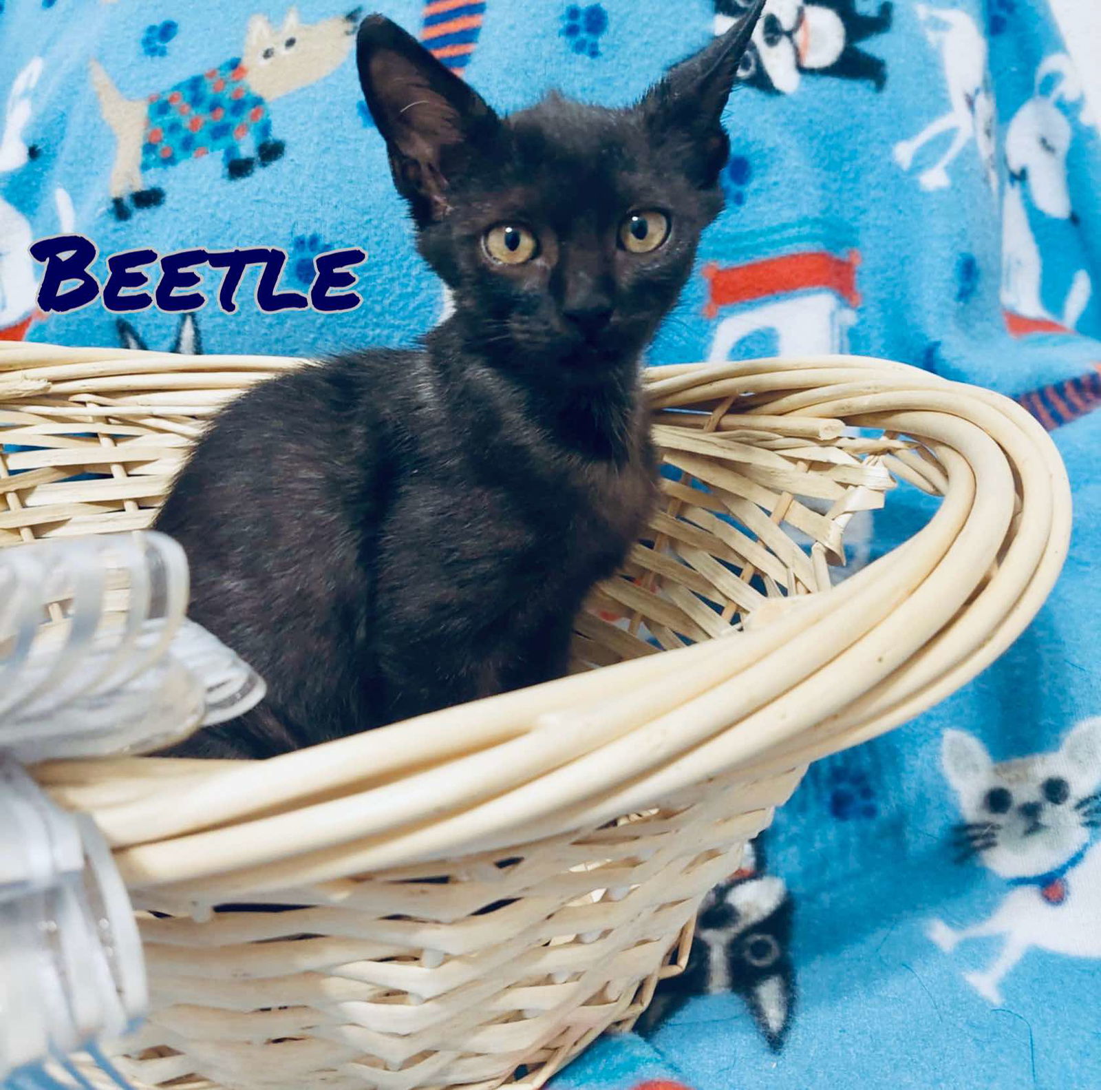 adoptable Cat in Pleasanton, TX named Beetle