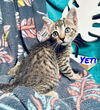 adoptable Cat in Pleasanton, TX named Yeti