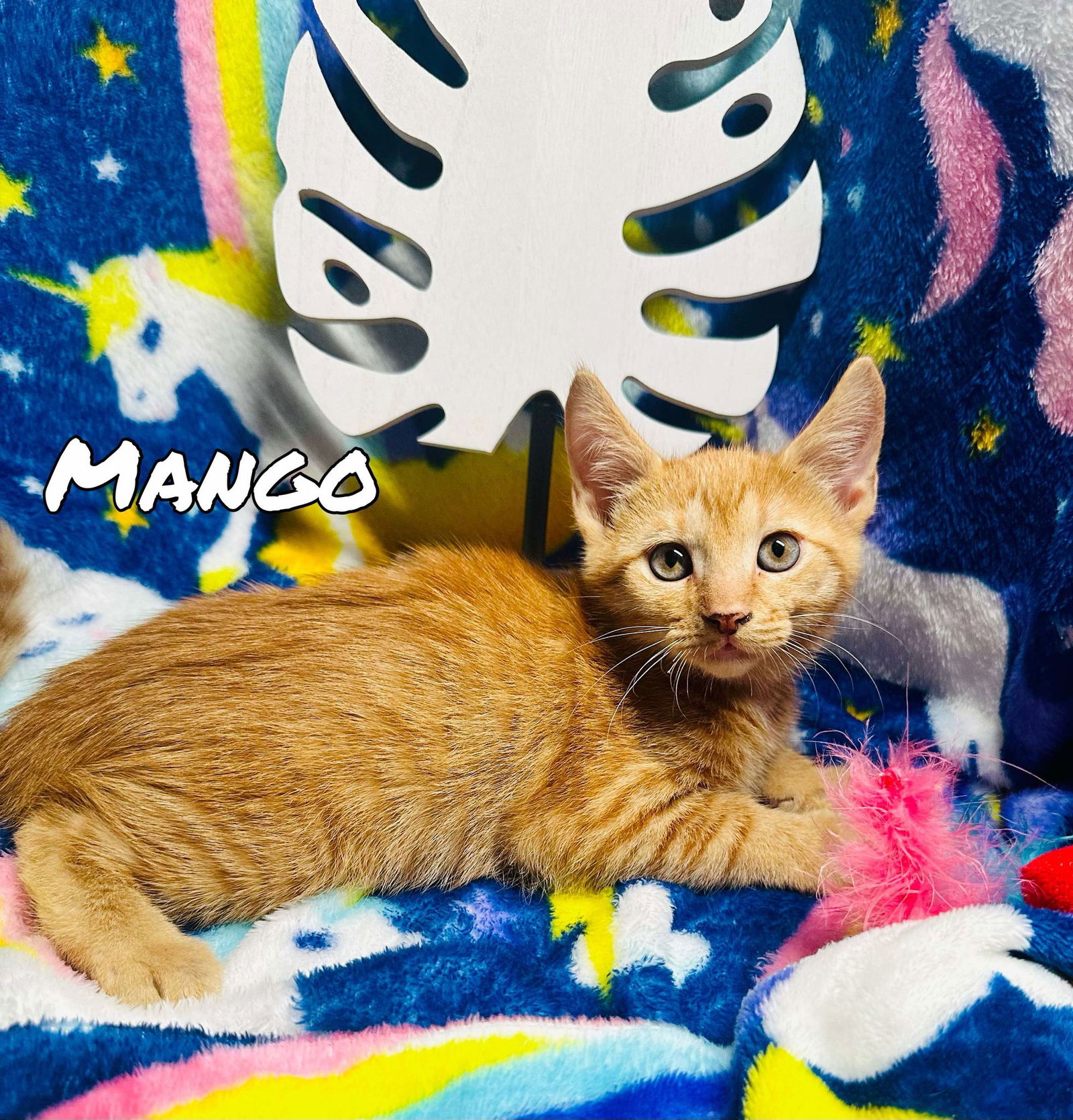 adoptable Cat in Pleasanton, TX named Mango