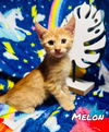 adoptable Cat in Pleasanton, TX named Melon