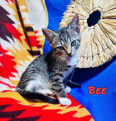 adoptable Cat in Pleasanton, TX named Bee