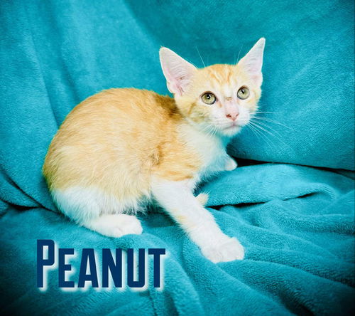 Peanut