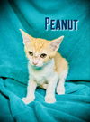 Peanut