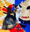 adoptable Cat in  named Carly