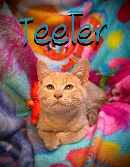 Teeter