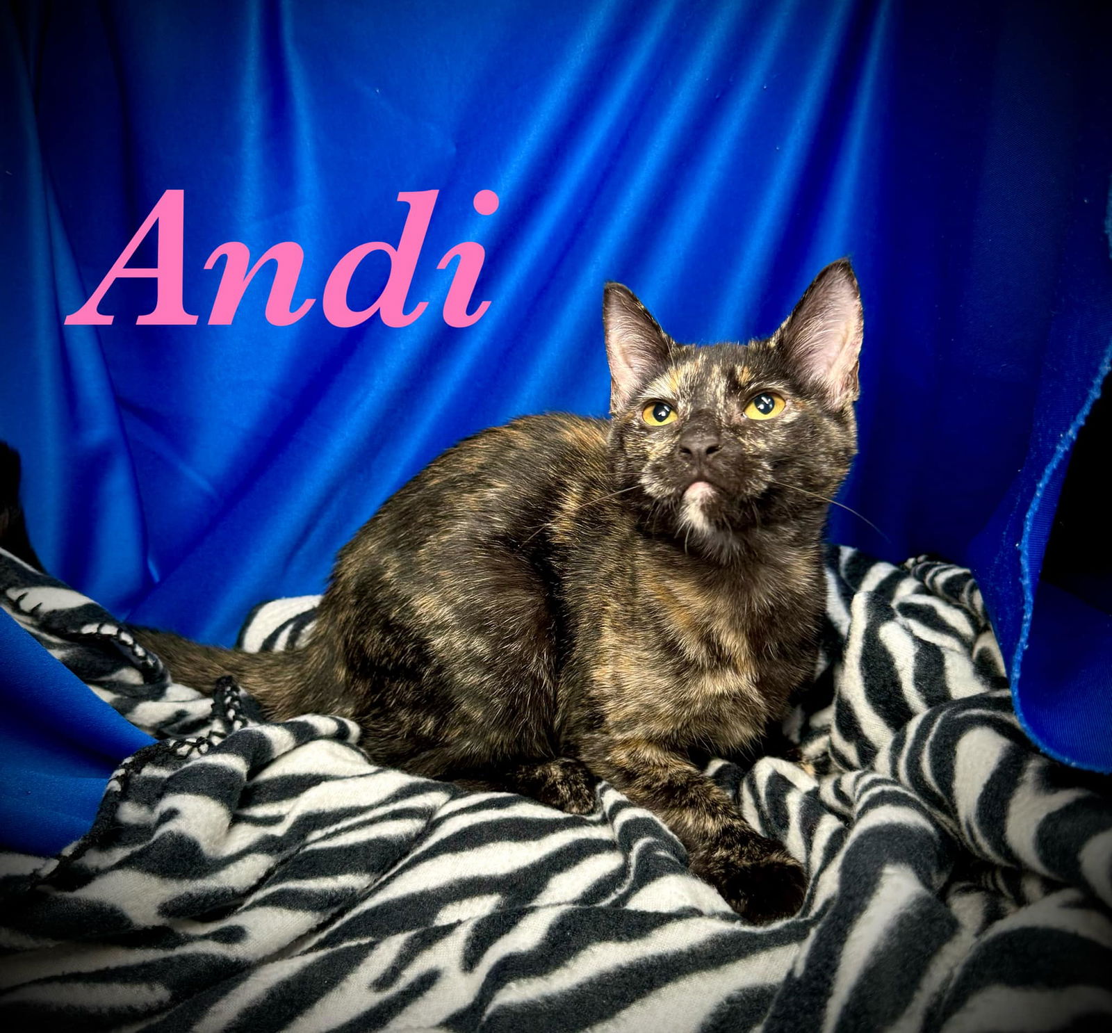 adoptable Cat in Pleasanton, TX named Andi