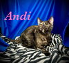 adoptable Cat in  named Andi