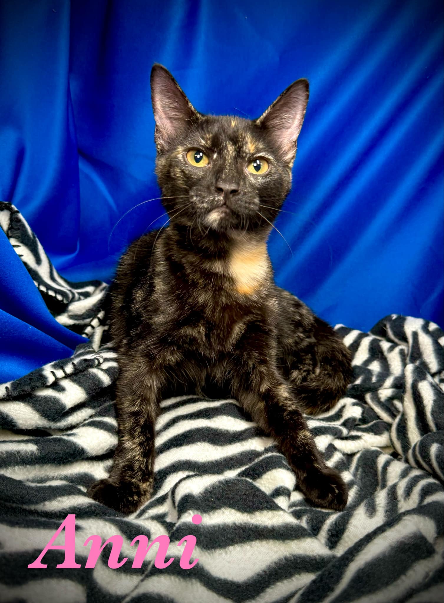 adoptable Cat in Pleasanton, TX named Anni