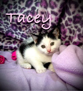 adoptable Cat in Pleasanton, TX named Tracey