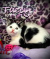 Tracey