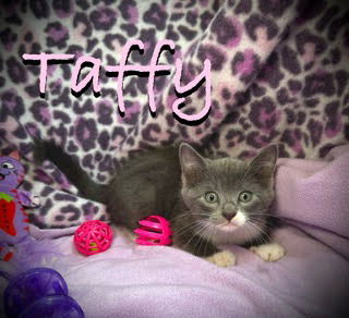 Taffy