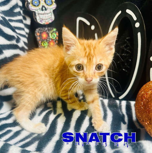 adoptable Cat in Pleasanton, TX named Snatch