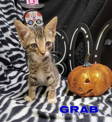 adoptable Cat in Pleasanton, TX named Grab