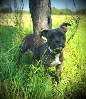 adoptable Dog in Pleasanton, TX named Shortcake