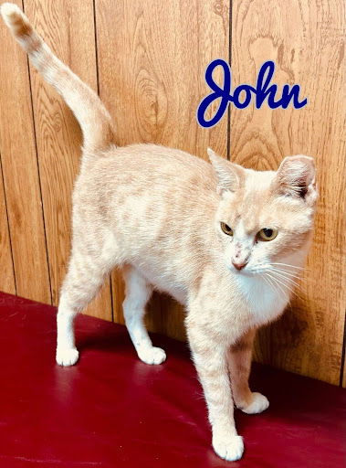 adoptable Cat in Pleasanton, TX named John