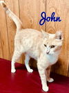 adoptable Cat in  named John