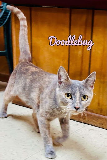 adoptable Cat in Pleasanton, TX named Doodlebug