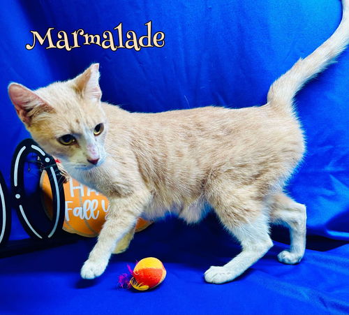 Marmalade