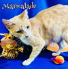 Marmalade