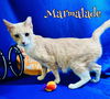 Marmalade