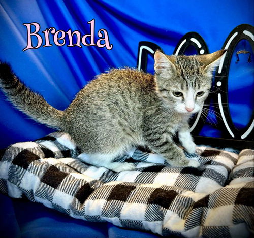 Brenda