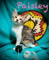 Paisley