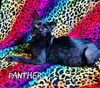 Panther