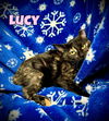 Lucy