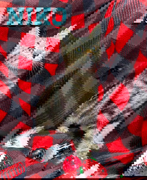 Niko