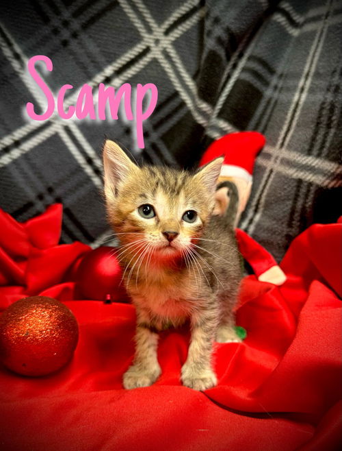 Scamp