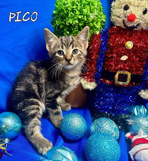 Pico