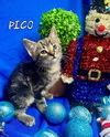 Pico