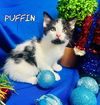 adoptable Cat in  named Puffin