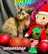 Gingersnap