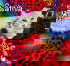 Sativa