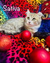 Sativa