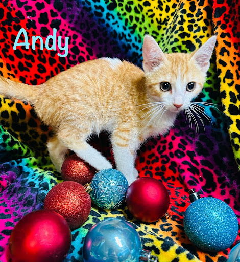 Andy